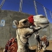 camel_giza_cai_v_0003_egy0071.jpg